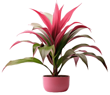 haworthiopsis plant