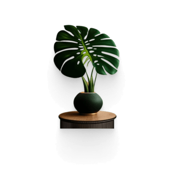 Monstera plant