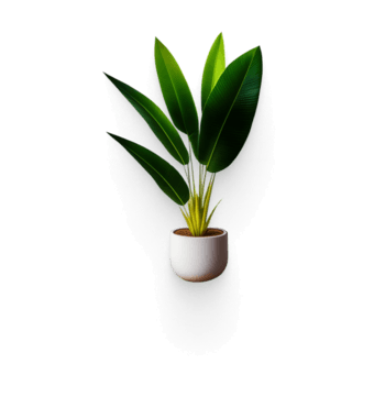 Ravenala plant